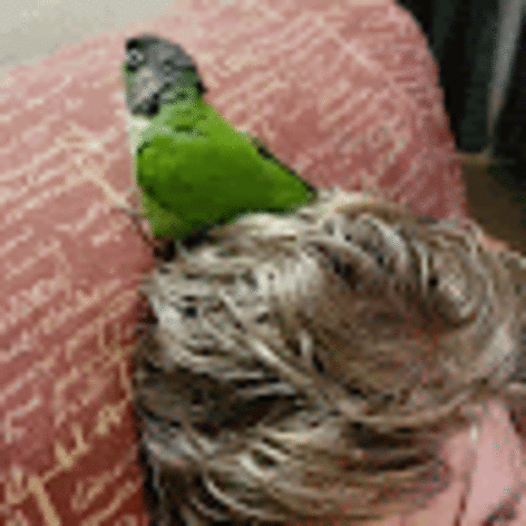 jerm_t